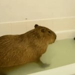new gif | image tagged in gifs,capibara farts | made w/ Imgflip video-to-gif maker