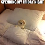 Me | HOW I’LL BE SPENDING MY FRIDAY NIGHT | image tagged in dog tucked in bed | made w/ Imgflip meme maker