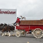 Budweiser