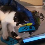 Cat on switch template