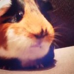 Yep yep yep GIF Template