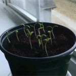 Plants reacting to sunlight JPP Genetics GIF Template