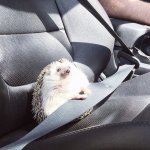 Car Hedgehog
