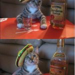 Tequila cat 2