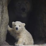 Polar Bear Hiding Behind Cub meme