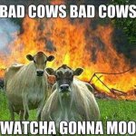 bad cows