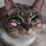 Dressed up cat