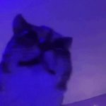 Kissing cat GIF Template