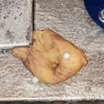 Fongus