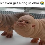 Dogs from Ohio