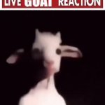 Live goat reaction GIF Template