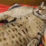 Sleeping cat
