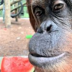 Monke Eating Watermelon