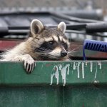 Trash panda