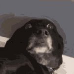 scared dog GIF Template