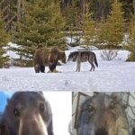 Bear and Wolf staring at eachother meme