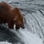 Bear Fishing Fail GIF Template