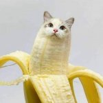 Cat banana