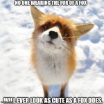 Curious Fox | NO ONE WEARING THE FUR OF A FOX; WILL EVER LOOK AS CUTE AS A FOX DOES. | image tagged in curious fox | made w/ Imgflip meme maker