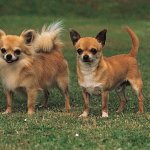 Chihuahua dog | Description, Temperament, Images, & Facts | Brit