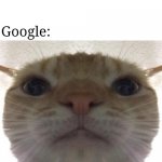 Mf literally said i might have tumor or cancer (tried different font) | Me: it's just a headache; Parents: it's just a headache; Doctor: it's just a headache; Google:; You have 5 hours left | image tagged in staring cat/gusic,google,parents,doctor,headache,inspired | made w/ Imgflip meme maker