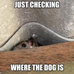 Curious, but not invested Squirrel | JUST CHECKING; WHERE THE DOG IS | image tagged in curious but not invested squirrel | made w/ Imgflip meme maker