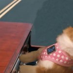 Dog playing piano meme