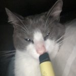 cat with vape