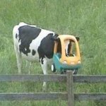 cow in a car