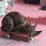 skater snail