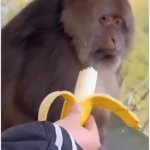 disappointed monkey GIF Template