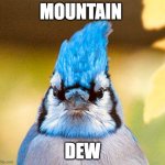 Mountain Dew | MOUNTAIN; DEW | image tagged in blue jay | made w/ Imgflip meme maker