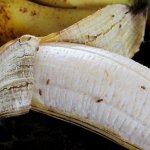 Fruit flies on banana