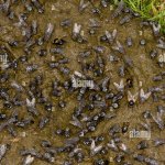 Flies on dung