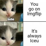 When you enter Imgflip... | You go on Imgflip; It's always Iceu | image tagged in cute cat hehe and not hehe,memes,cat,iceu,imgflip,lmao | made w/ Imgflip meme maker