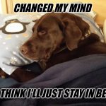 I'll just stay in bed... | CHANGED MY MIND; I THINK I'LL JUST STAY IN BED | image tagged in chuckie the chocolate lab | made w/ Imgflip meme maker