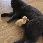 Cat kicks duckling GIF Template