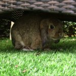 Bunny Hiding in the Shade