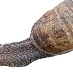 Snail