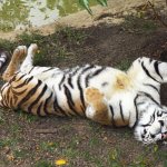 Tiger Belly Rub
