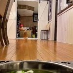 Duck trips into food bowl GIF Template