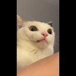cat thoughts GIF Template