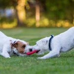 Play in the park