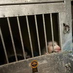 Jailed possum