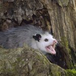 Screaming Possum