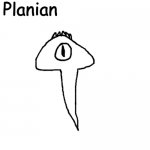 Planian