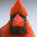 Grumpy Cardinal