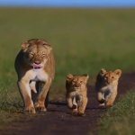 Lioness cubs family outing jungle walk JPP GIF Template