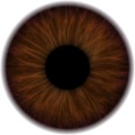 Brown iris