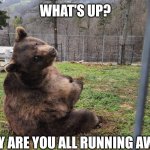 Curious bear | WHAT'S UP? WHY ARE YOU ALL RUNNING AWAY? | image tagged in curious bear | made w/ Imgflip meme maker